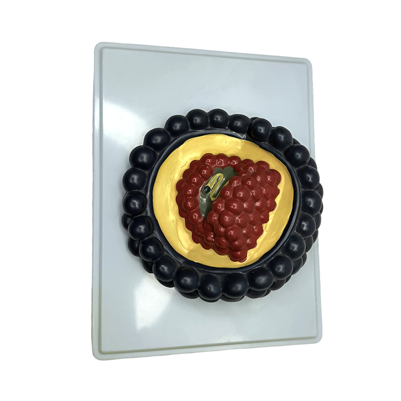 Virus anatomical model middle school biological anatomical model for teaching use