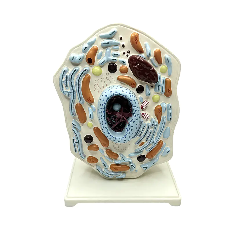 Animal anatomical model medical educational enlarge animal cell model