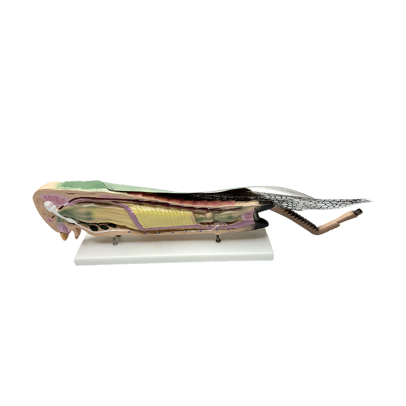 Science educational locust anatomical model