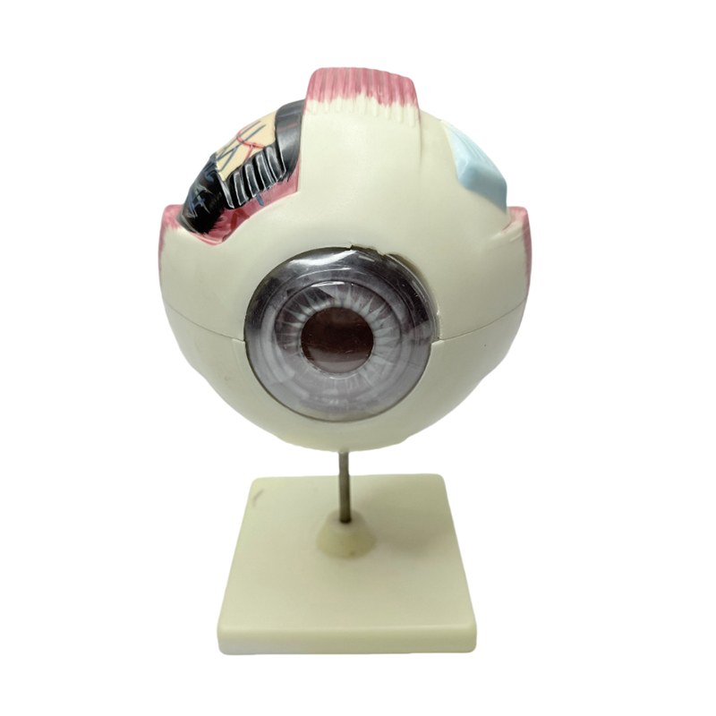 Eye model anatomy eye model medical learning instrument 6x magnifying eye anatomy model