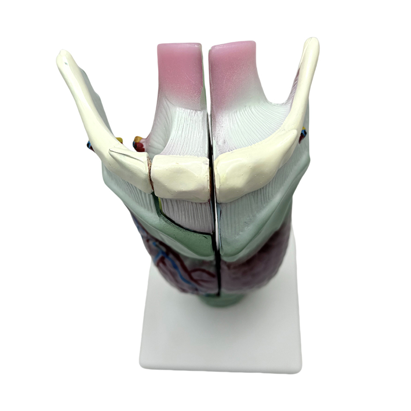 Medical anatomical model school and hospital teaching laryngeal anatomical model