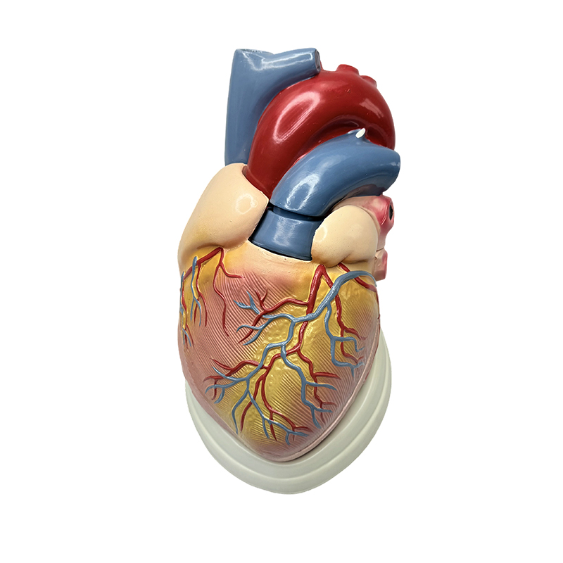 Medical science teaching 3X anatomy model human heart model