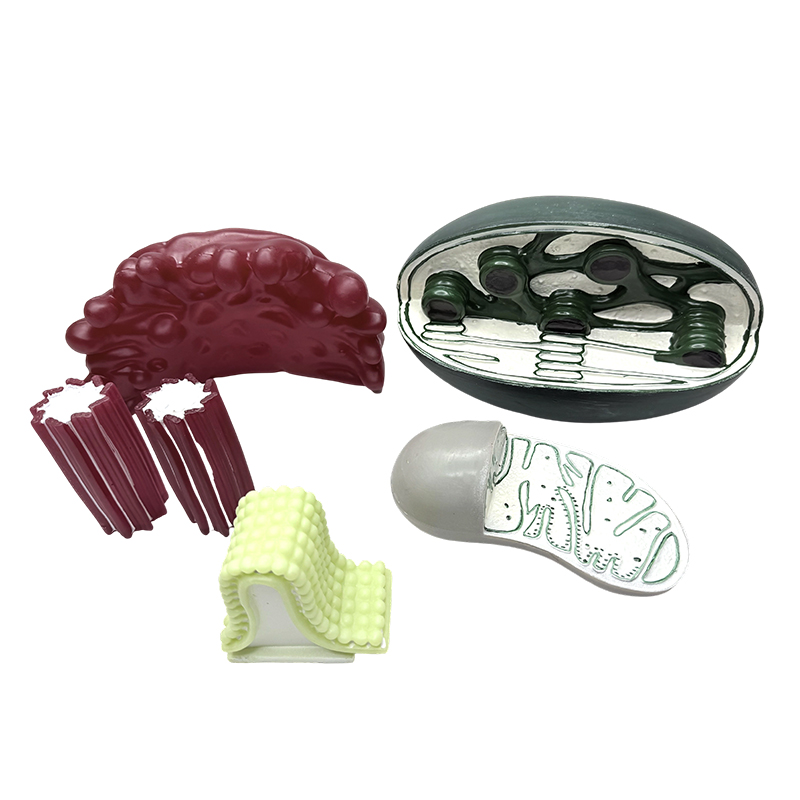 Models of organelle structures made of pvc for teaching biology in middle and high school classrooms