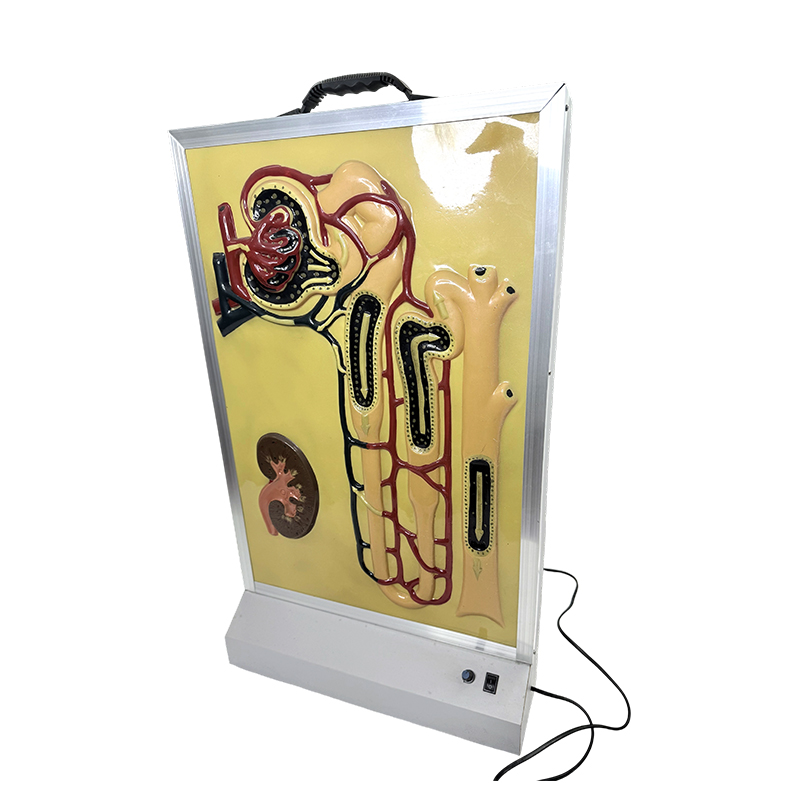 Urine formation simulation biological experiments teaching instruments dynamic model of urine formation