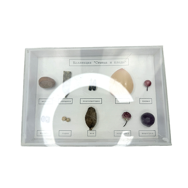 Specimen of plant and seeds school lab class specimen teaching aids learning