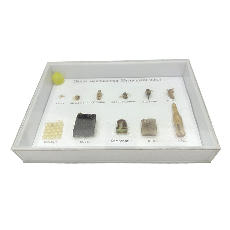 Application of teaching resources in the life cycle of bee biological specimens