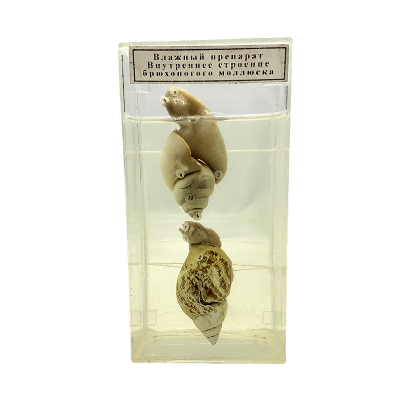 Conch specimens for school use