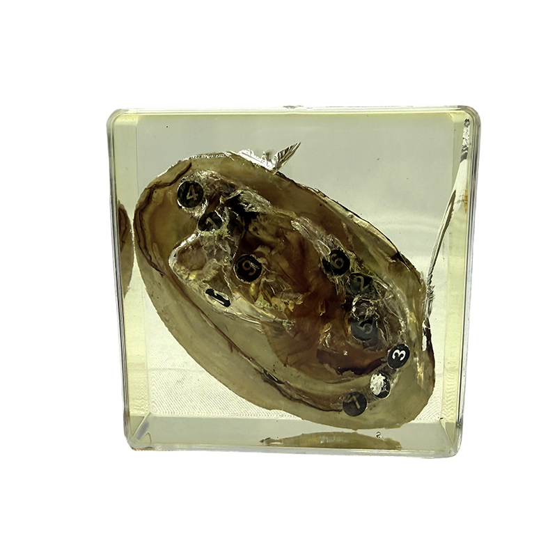 The application of mussel specimens in education and teaching