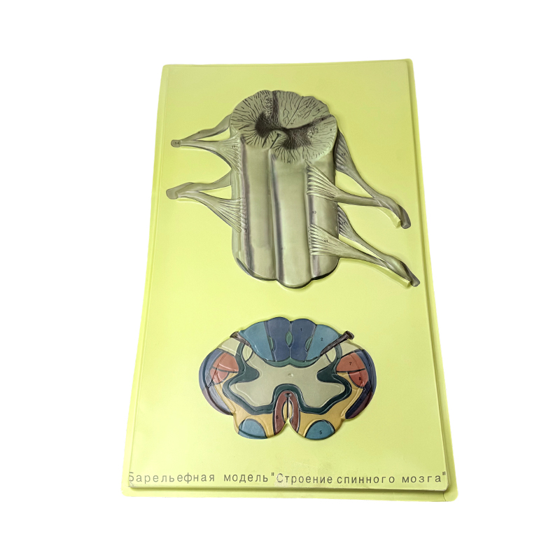 Relief model of vertebrate configuration