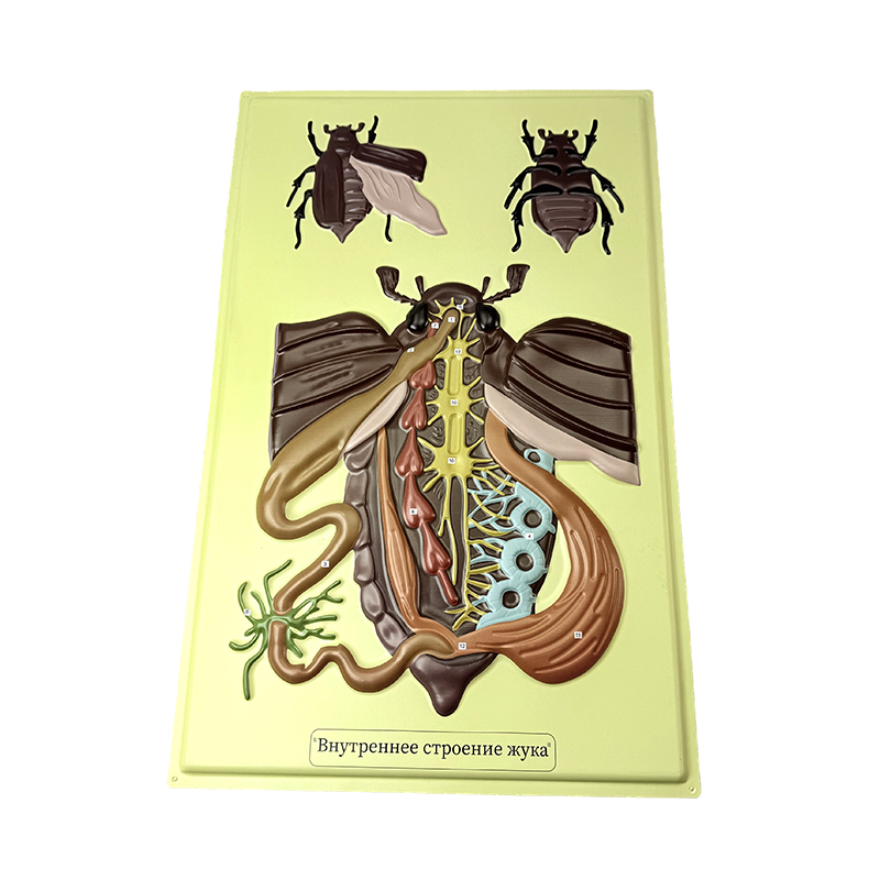 Relief model of beetle